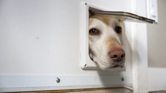 Os bairros mais pet friendly de São Paulo. O segundo é a Vila Mascote